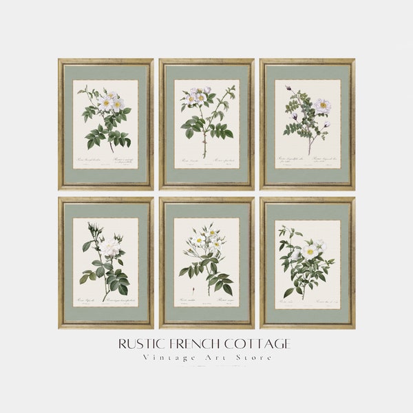 Lot de 6 impressions botaniques vintage en vert sauge | Galerie murale de dessins de fleurs neutres | gravures anciennes de roses blanches