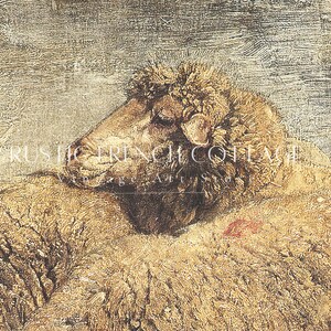 May include: A close-up of a sheep's head with brown and white fur. The sheep is lying down and its head is turned to the side. The sheep's fur is soft and fluffy.