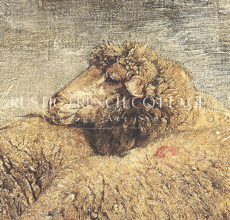 May include: A close-up of a sheep's head with brown and white fur. The sheep is lying down and its head is turned to the side. The sheep's fur is soft and fluffy.