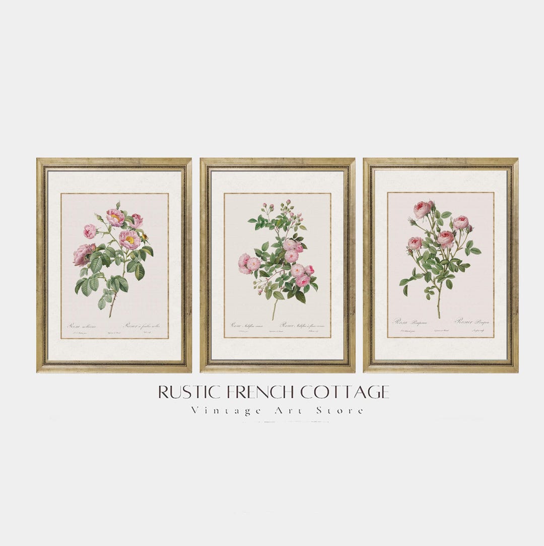 Vintage Rose Botanical Art Set | Pink Floral Wall Art | Antique Flower ...