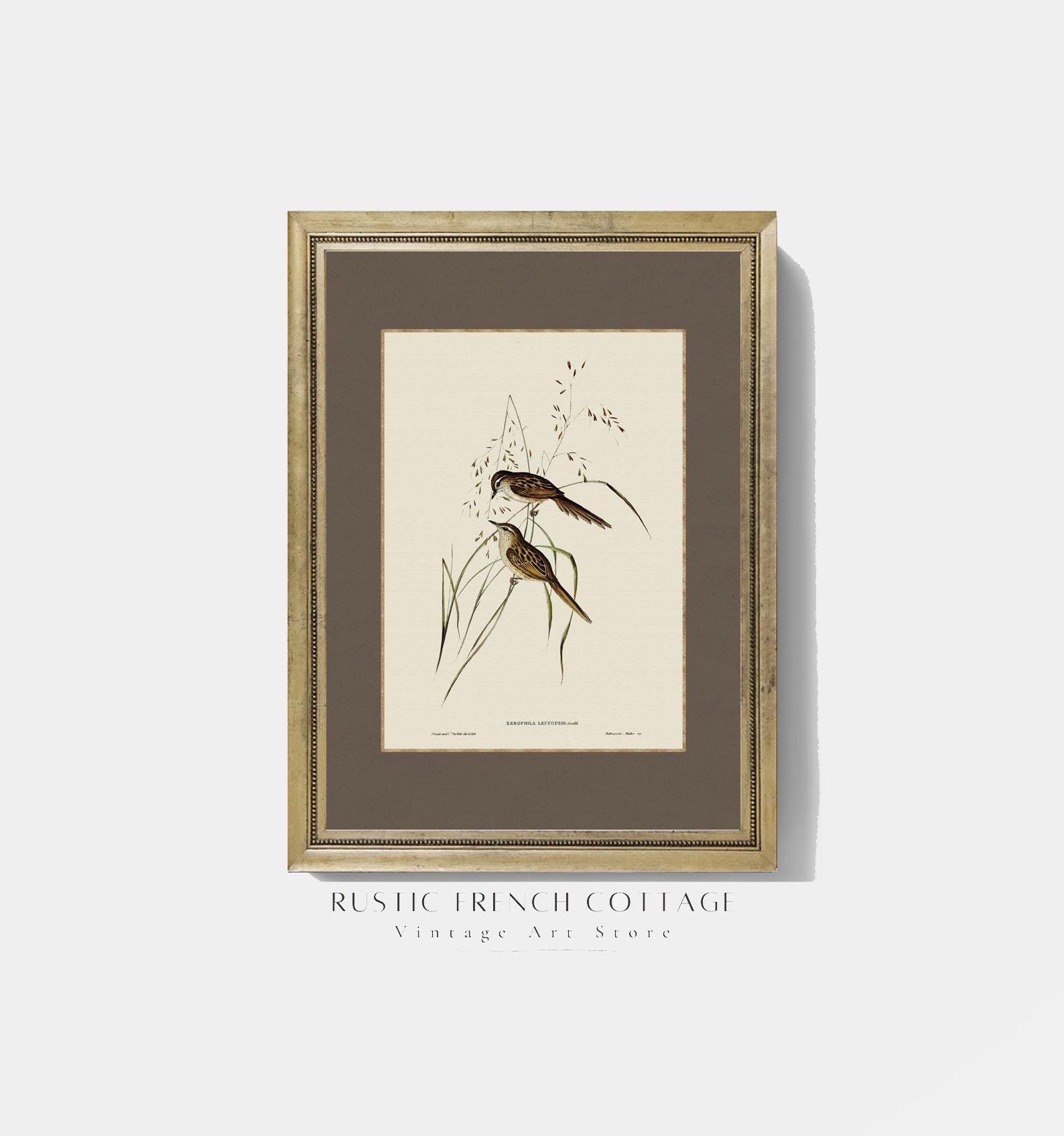 Vintage Bird Prints Set | Botanical Wall Art Set of 6 | Elegant Nature ...