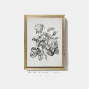Vintage botanical drawing | Study of neutral hardy flowers | PRINTABLE Digital Download | Vintage Rose Art | Neutral sketch of roses