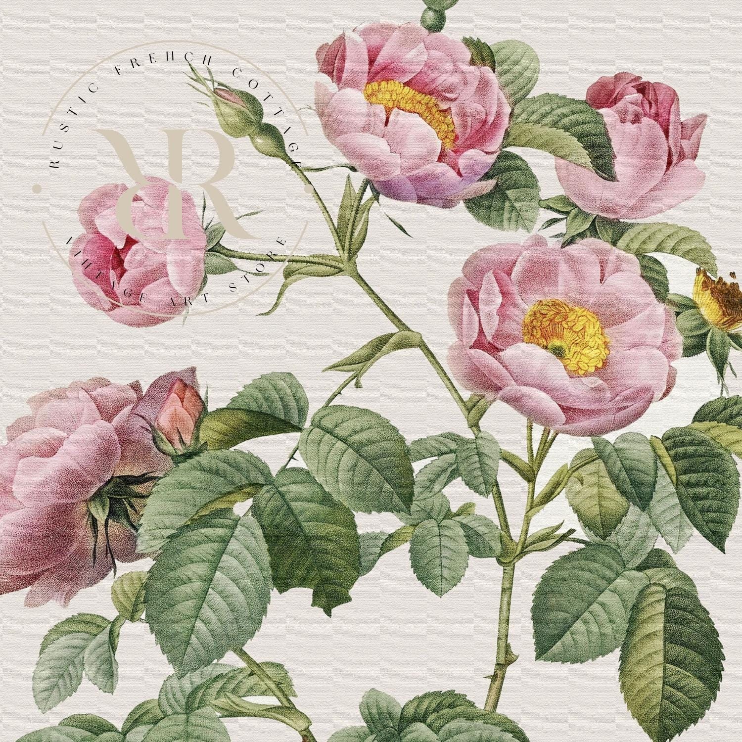 Vintage Pink Rose Prints Set | Botanical Flower Wall Decor | Shabby ...