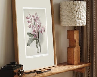 Pink orchid vintage print | Antique botanical wall art for elegant living room | feminin decor floral printed art