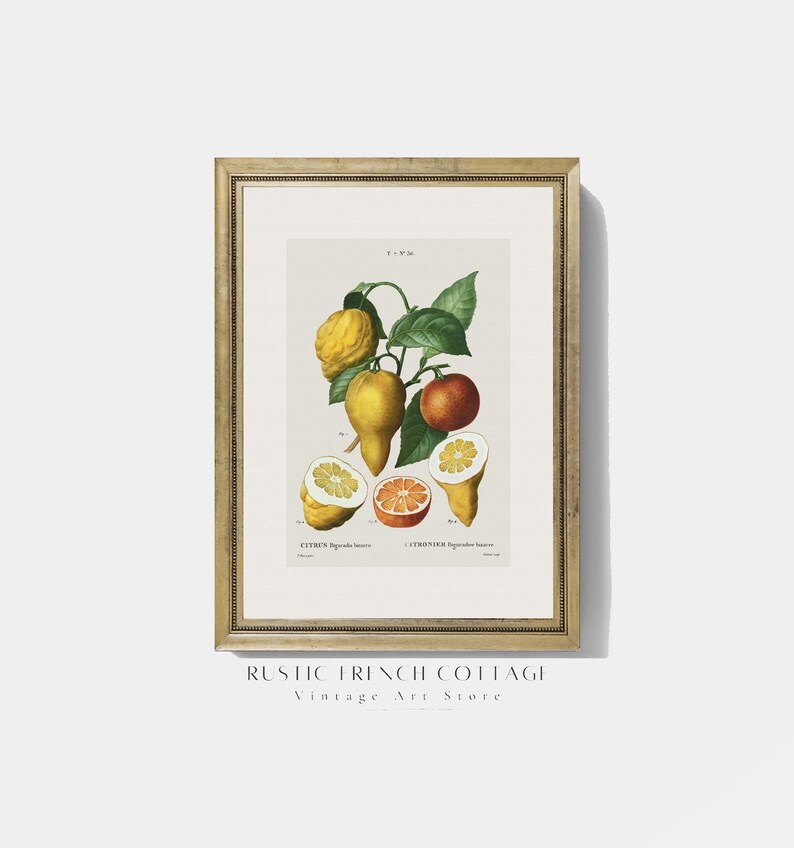 Vintage Lemon Prints Set | Antique Botanical Citrus Art | Rustic ...