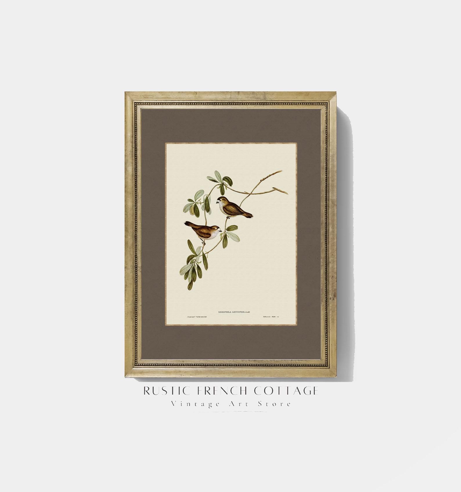 Vintage Bird Prints Set | Botanical Wall Art Set of 6 | Elegant Nature ...