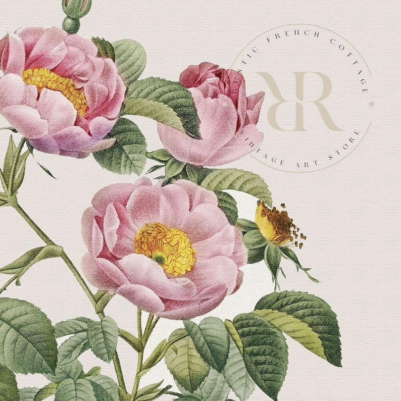 Set of Three Vintage Rose Art Prints for Living Room Décor | Country ...