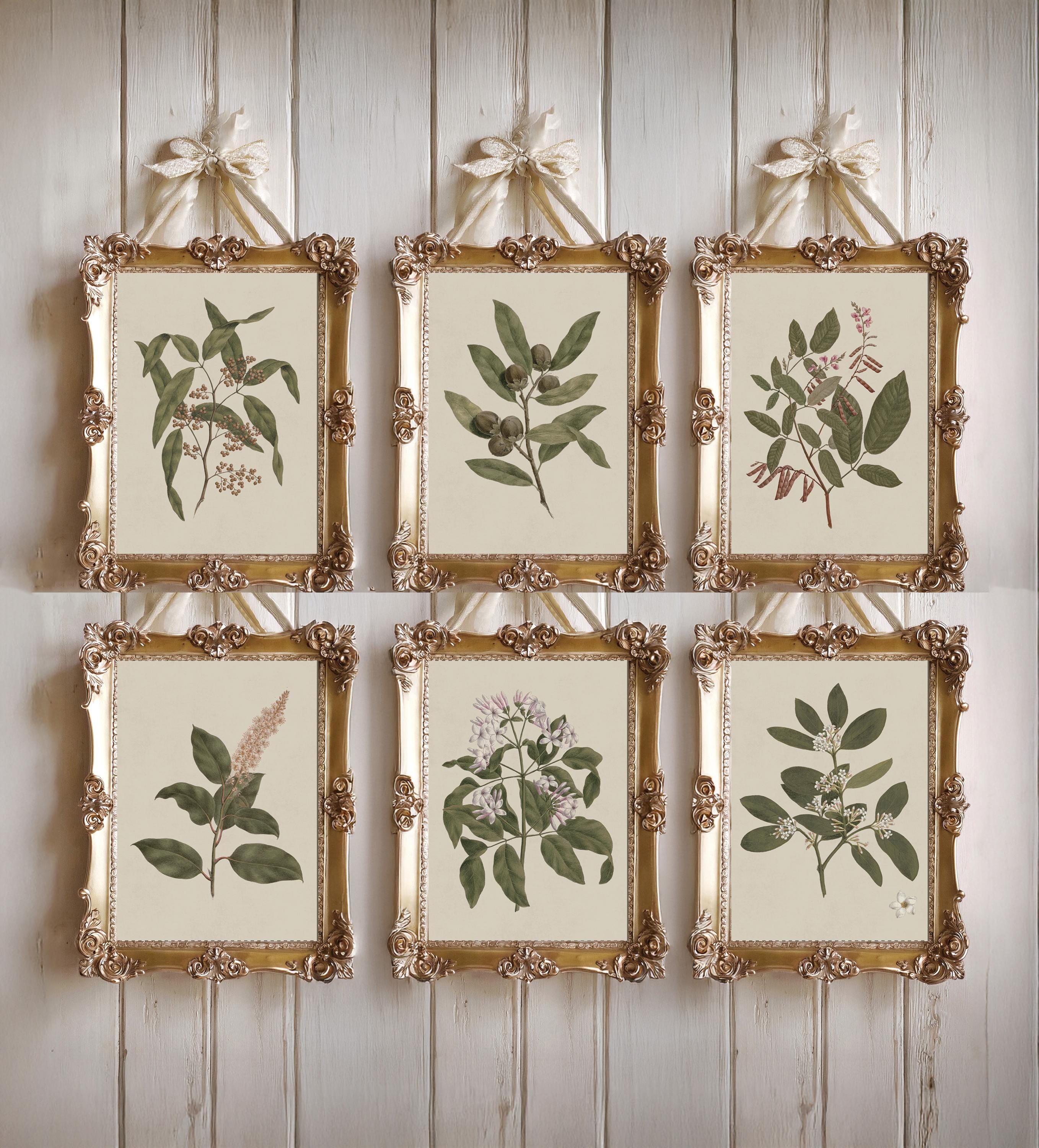 Set of 6 Vintage Botanical Prints | Antique Wall Art for Elegant ...