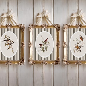 May include: Three framed bird prints with gold ornate frames and cream-colored bows. Each print features a different bird illustration on a striped background. The frames are hung on a white wooden wall.