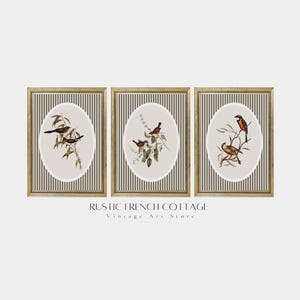 May include: Set of three framed vintage-style prints featuring detailed illustrations of birds perched on branches. Each print has an oval image of birds on a cream background, set against a striped backdrop. The frames are gold-toned, and the text "RUSTIC FRENCH COTTAGE Vintage Art Store" is at the bottom.