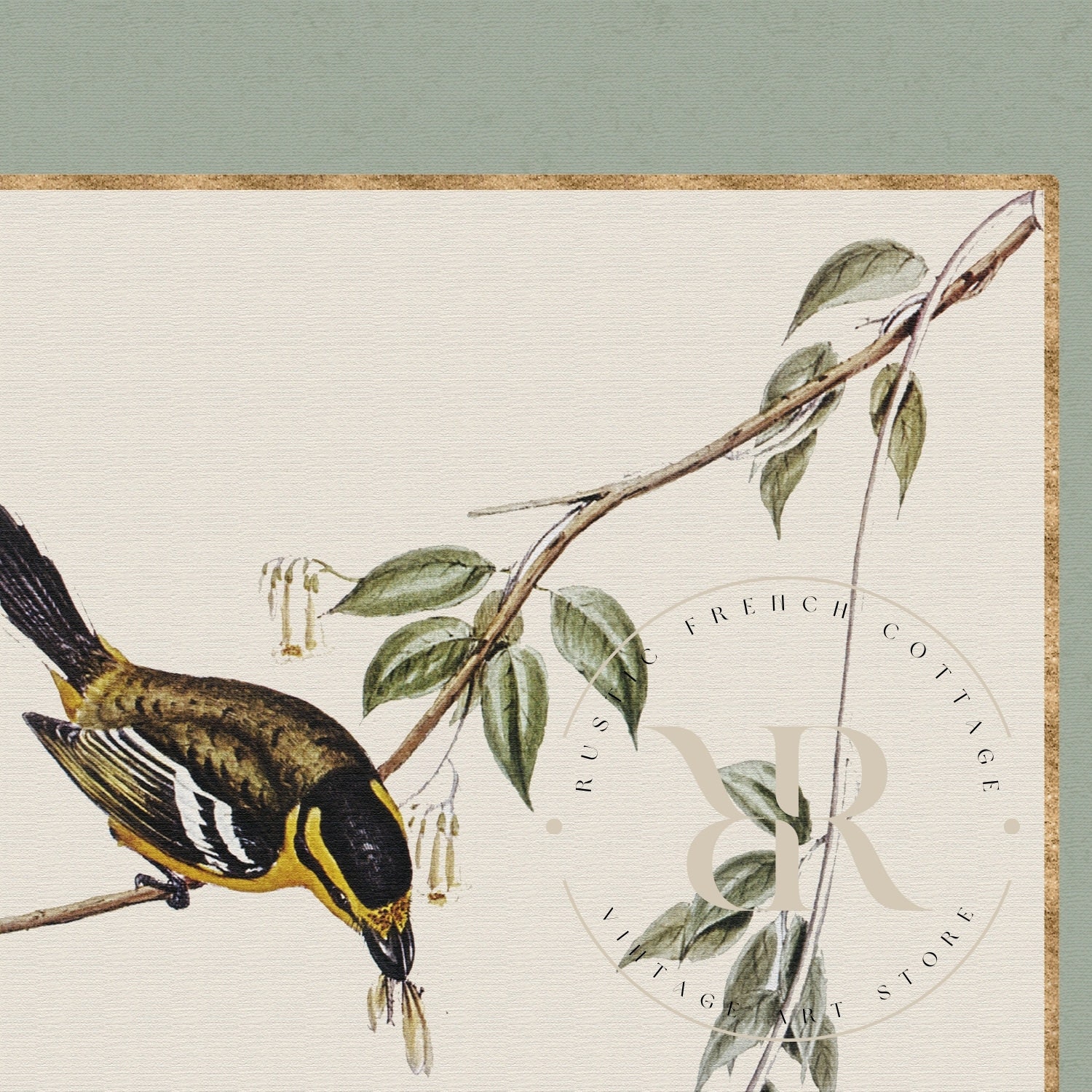 Vintage Bird Art | Minimalist Farmhouse Decor Set of Watercolors With ...