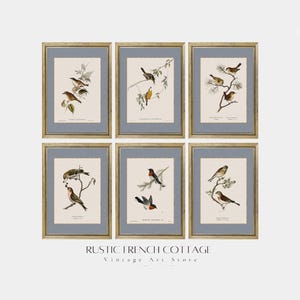 Downloadable Vintage Bird Set | Digital Antique Bird Illustrations for Rustic Decor, Study or Nursery | Printable Cottage Wall Art