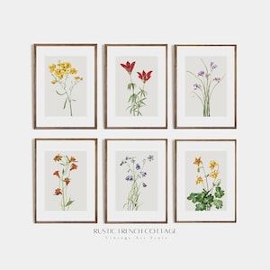 ヴィンテージ ワイルドフラワー プリント 6 枚セット |ミニマリストのボタニカルウォールアート |カントリーハウスのアンティークな花飾り