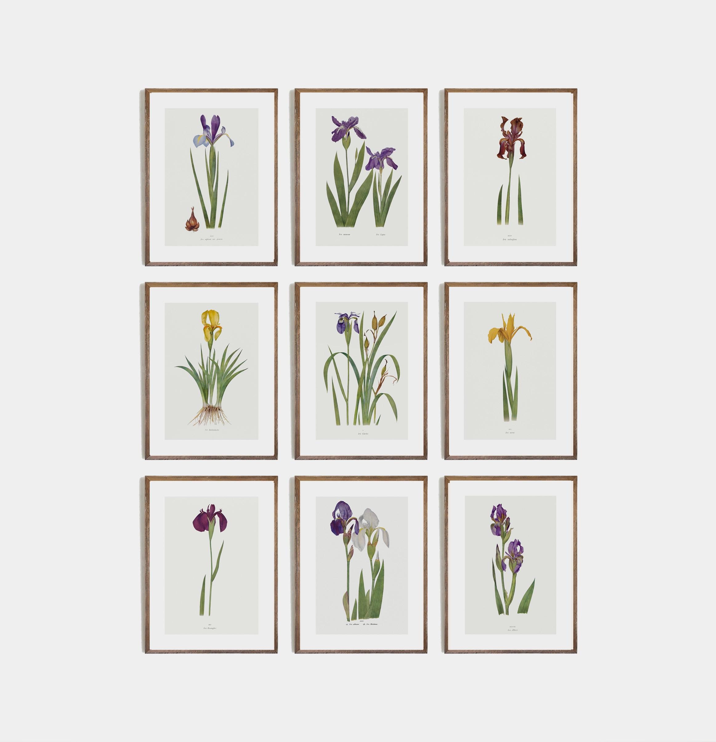 Vintage Tulip Art Prints Set of 9 | Floral Wall Decor for Living Room | Elegant Botanical Set Printed and Shipped | Country cottage wall art