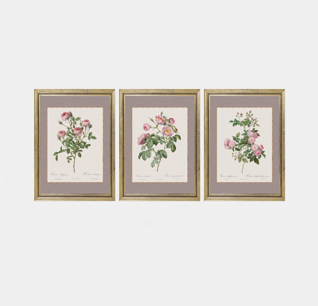 Pink Rose Botanical Print | Vintage Floral Illustration | Elegant Wall ...