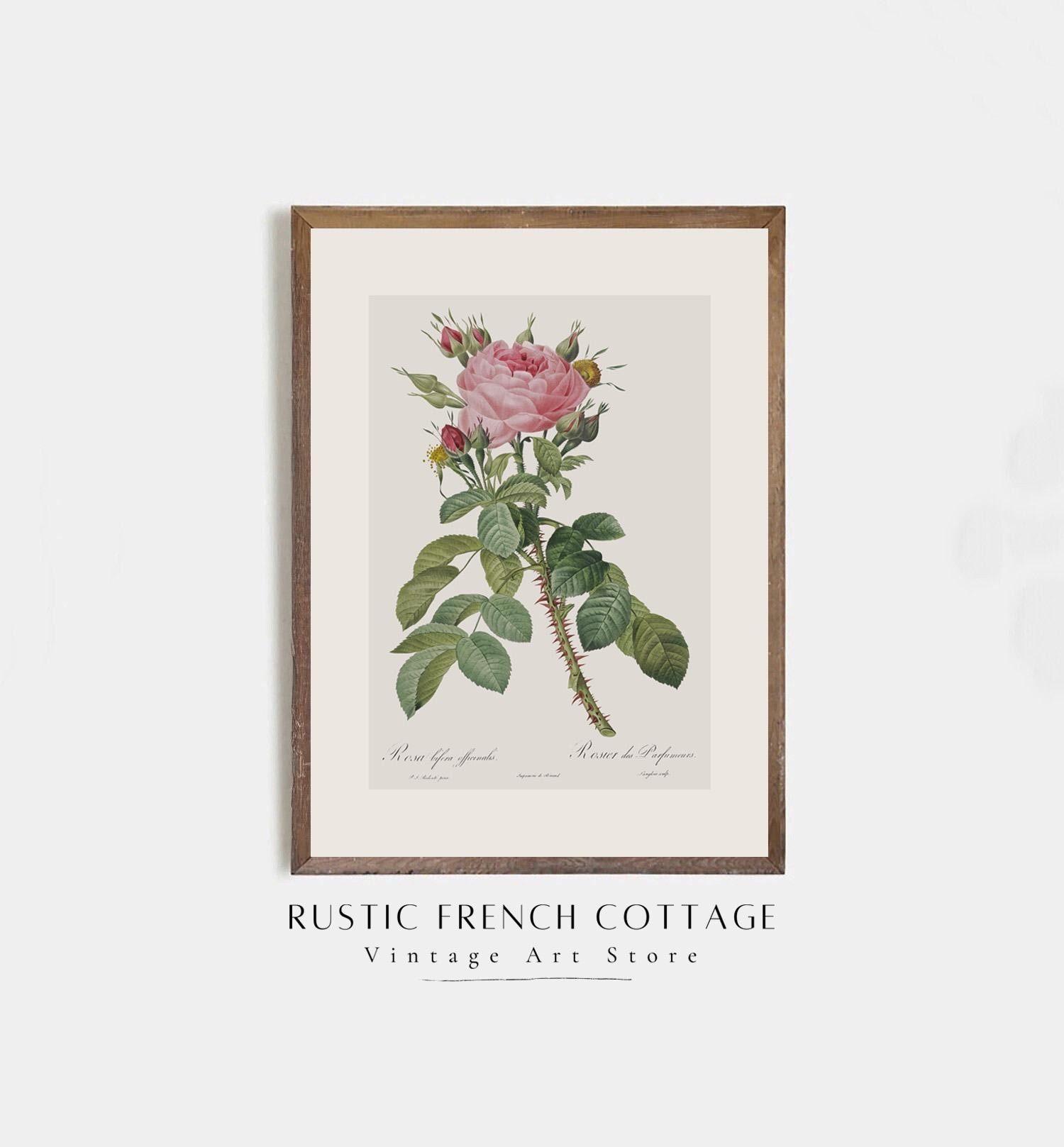 Vintage Red Roses Wall Art Set | Antique Botanical Rose Prints | French ...