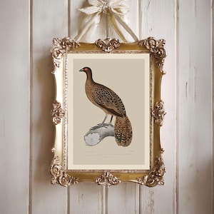 Vintage Pheasant Bird Illustration | Beige Elegant Farmhouse decor | Rustic Cottage Wall Art | Heritage Art for office | Instant Download