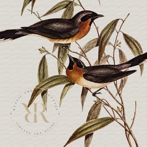 May include: Vintage-style illustration of two birds perched on branches with green leaves. The birds have black heads, brown bodies, and orange chests. The background is a light beige color, with the text "RUSTIC FREE COTTAGE VINTAGE ART STORE" in a circular design.