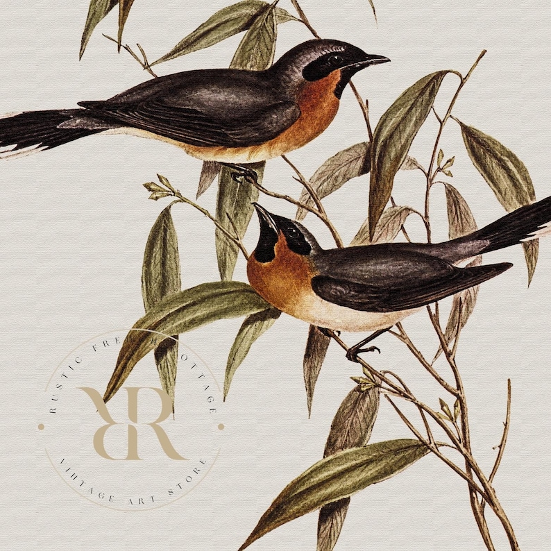 May include: Vintage-style illustration of two birds perched on branches with green leaves. The birds have black heads, brown bodies, and orange chests. The background is a light beige color, with the text "RUSTIC FREE COTTAGE VINTAGE ART STORE" in a circular design.