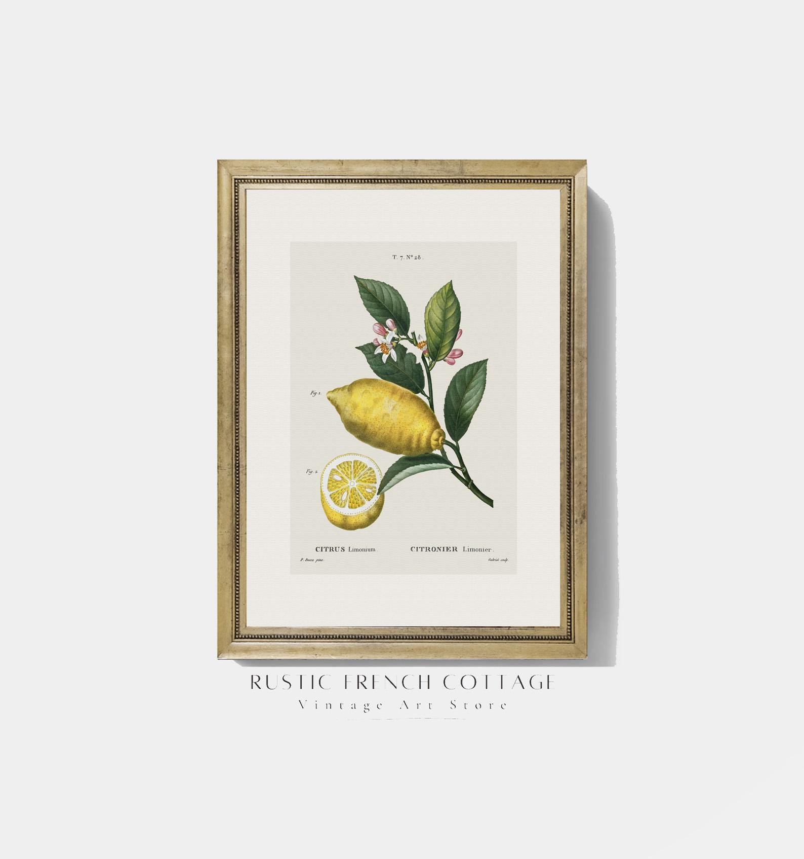 Vintage Lemon Prints Set | Antique Botanical Citrus Art | Rustic ...