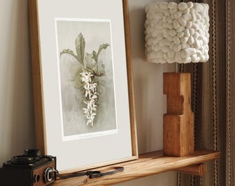Vintage orchid botanical print | Heirloom floral art | Vintage floral wall art for boudoir or library decor