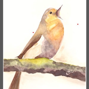 Song of a Robin
