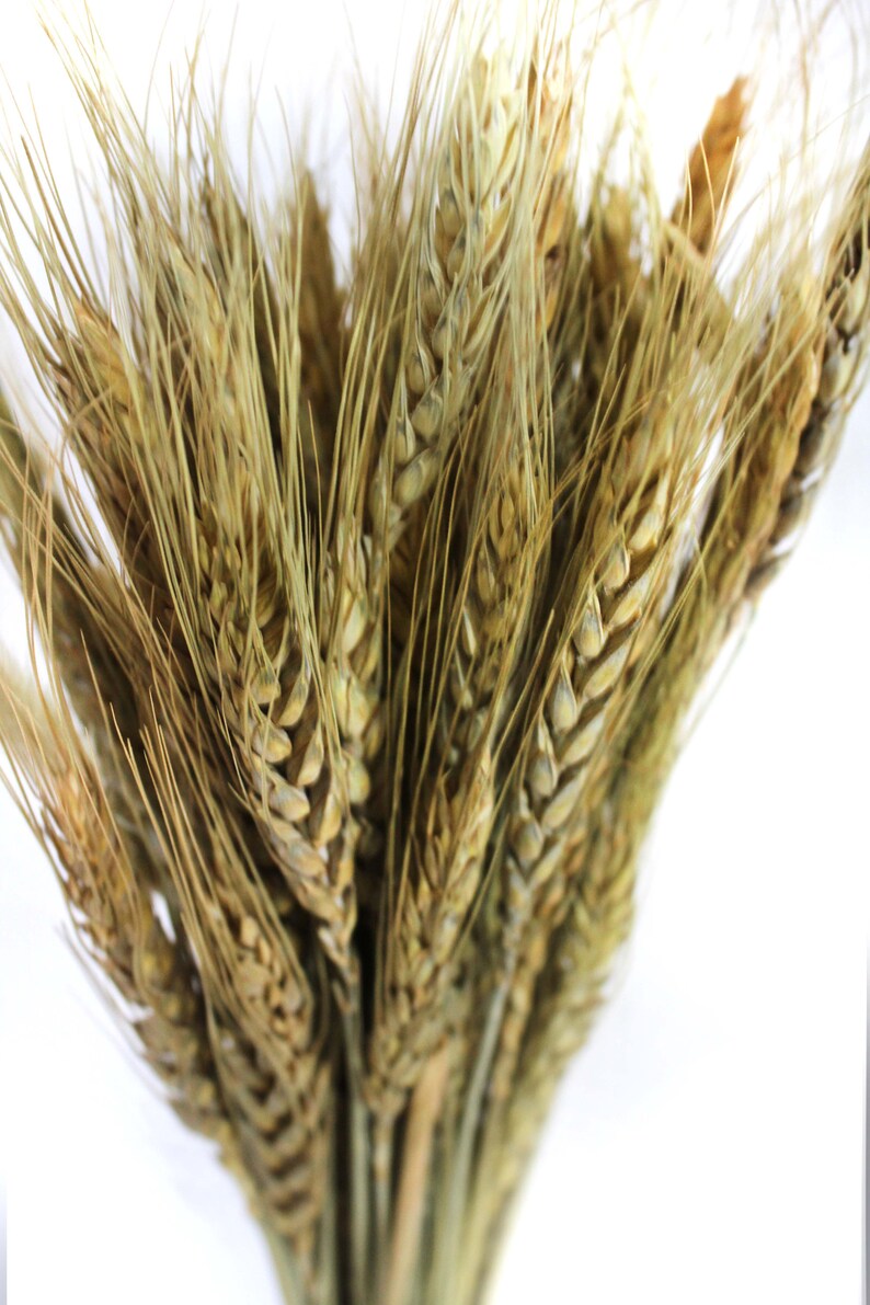 Dried Wheat Natural Wheat Stalks Bundle for DIY Home Kitchen Etsy