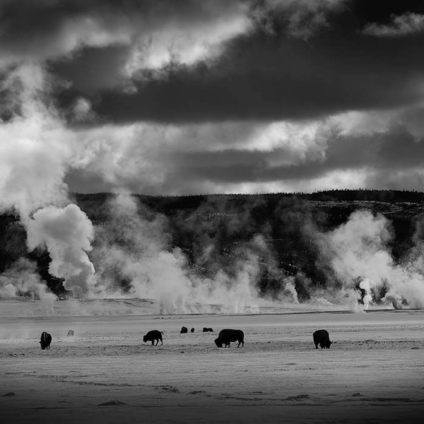 Bison in Yellowstone B&W Wall Art