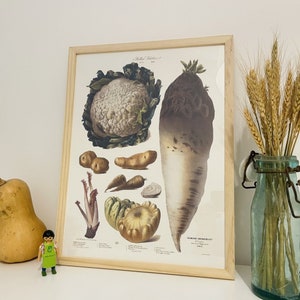 Vintage botanical poster - N9 - Vegetable and vegetable poster - vilmorin - - Vegetable poster
