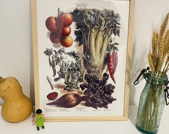 Affiche vintage botanique -  N41 - 1890 - Affiche Légumes et plantes potagères - vilmorin -  - Affiche légumes