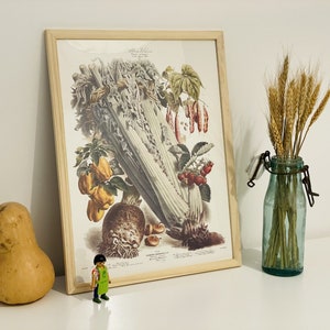Póster botánico vintage - N39 - 1888 - Póster de verduras y plantas vegetales - Vilmorin - Póster de verduras