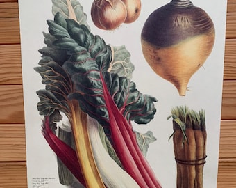 Affiche vintage botanique -  N13 - 1862 - Vilmorin