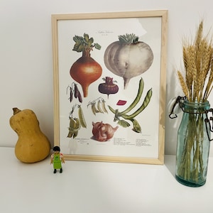 plato original - Cartón vegetal N22 - 1871- Cartel de vegetales y plantas vegetales - vilmorin - Tablero de verduras - Cartel de vegetales