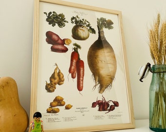 Affiche vintage botanique - N20 - 1869-  Affiche Légumes et plantes potagères - vilmorin -  - Affiche légumes