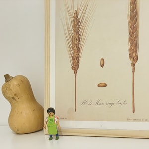 Vintage botanical poster - Les Blés - Vegetable and vegetable poster - vilmorin - - Vegetable poster