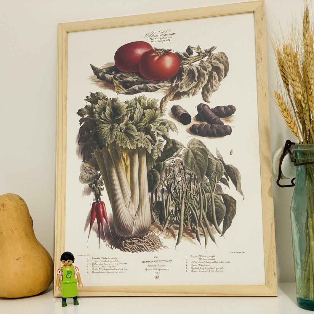 Affiche Original - N43 1892- Affiche Légumes et Plantes Potagères Vilmorin Planche Potagère Légumes