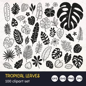 Feuilles tropicales SVG, clipart Monstera, fleur d'ibiscus, griffonnage, silhouette, pochoir, feuilles de la jungle, palmier, exotique, PNG Transparent, vecteur EPS