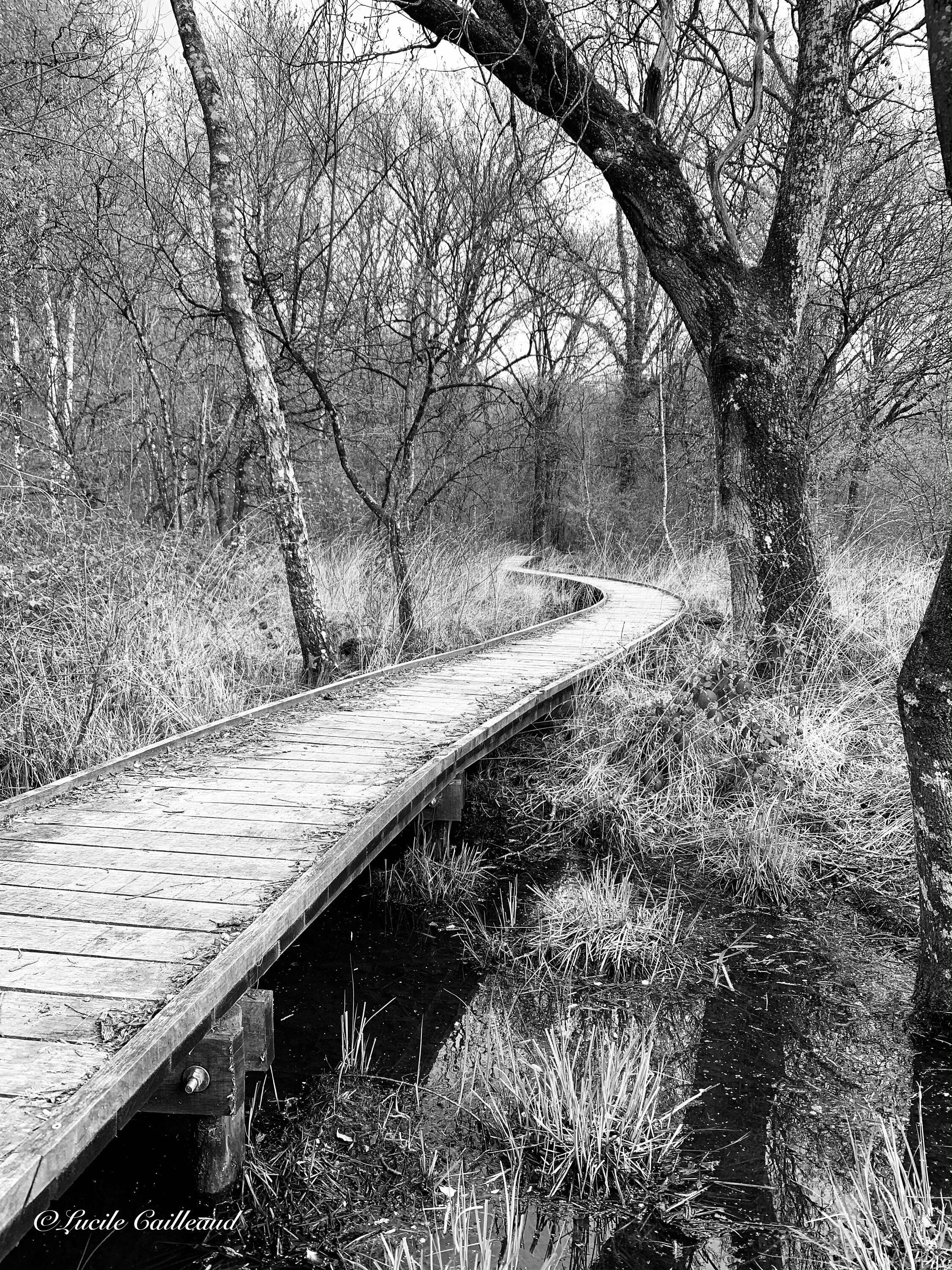 Affiche/Photographie Nature