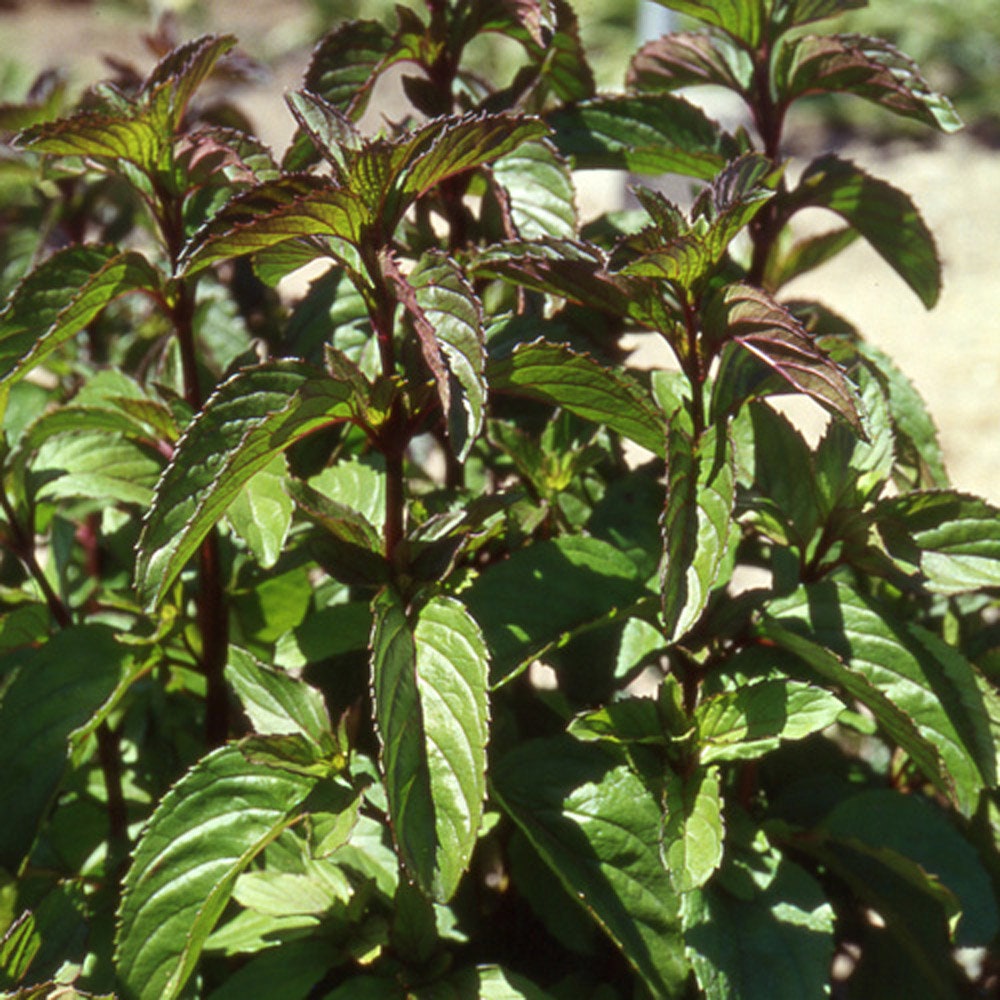 Plant de Menthe Bergamote, Mentha Piperata X Citrata Bergamote