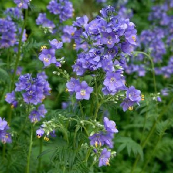 Plant de Polémoine Bleue, Polemonium Caeruleum