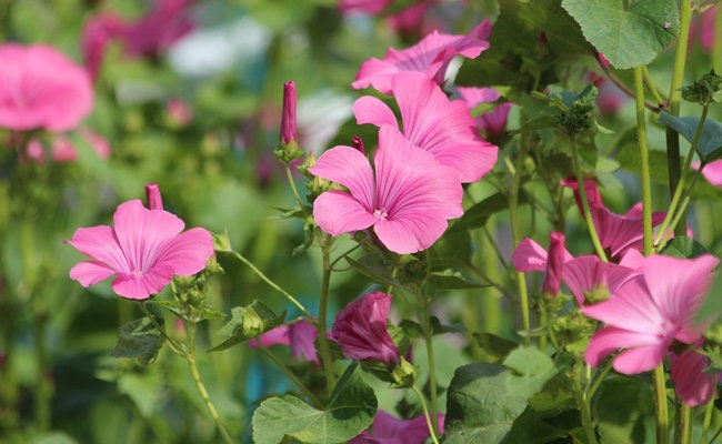 50 Graines de Malope, Malope Trifida