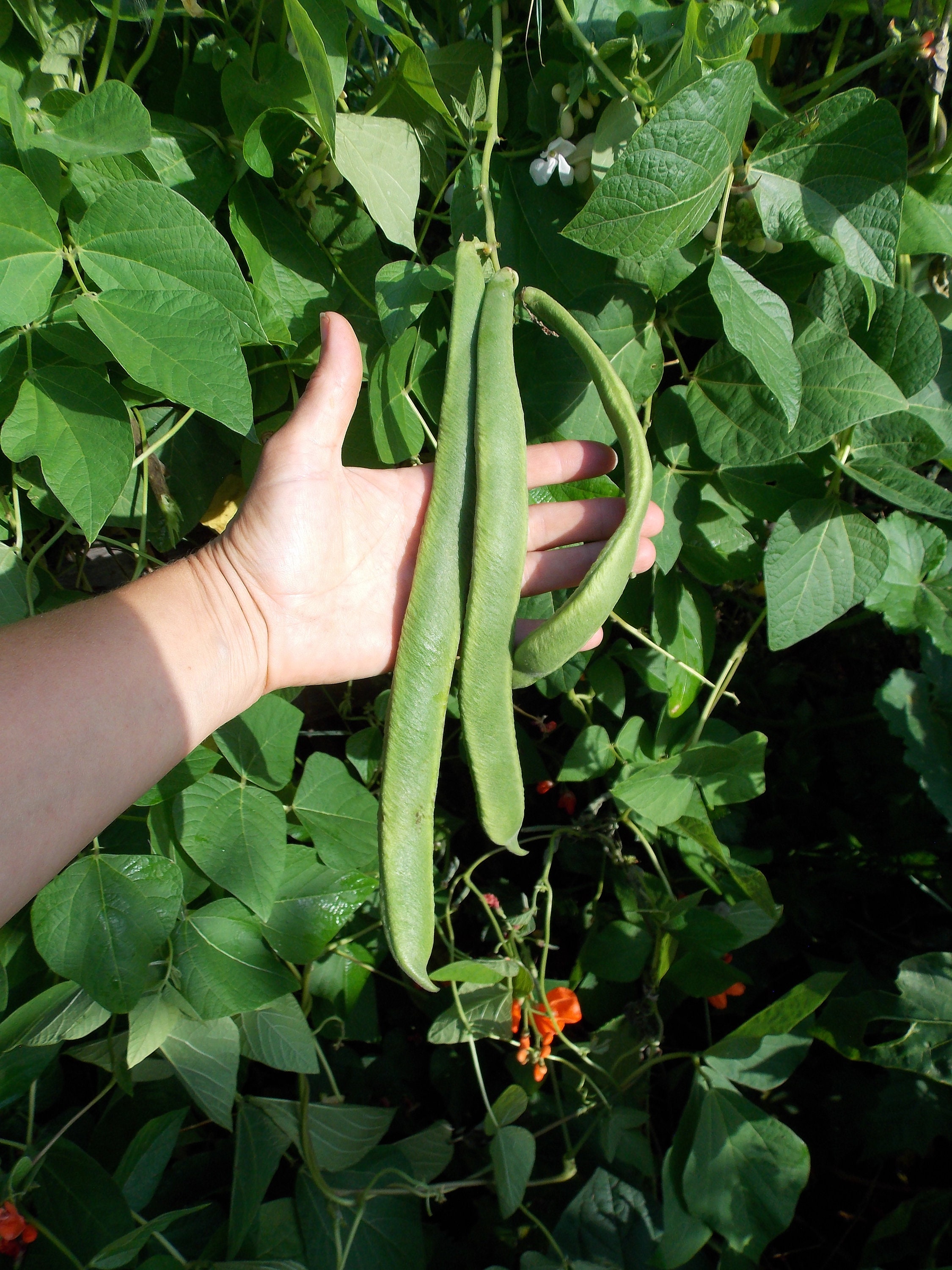 10 Graines de Haricots d'espagne Streamline, Phaseolus Coccineus