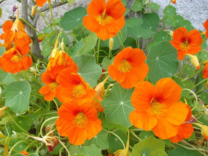 15 Graines de Grande Capucine, Tropaeolum Majus