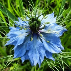 80 seeds of blue damask nigella, Nigella damascena
