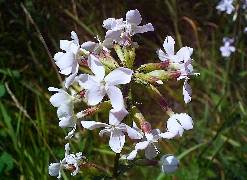 100 Graines de Saponaire Officinale, Saponaria Officinalis, Plante à Savon