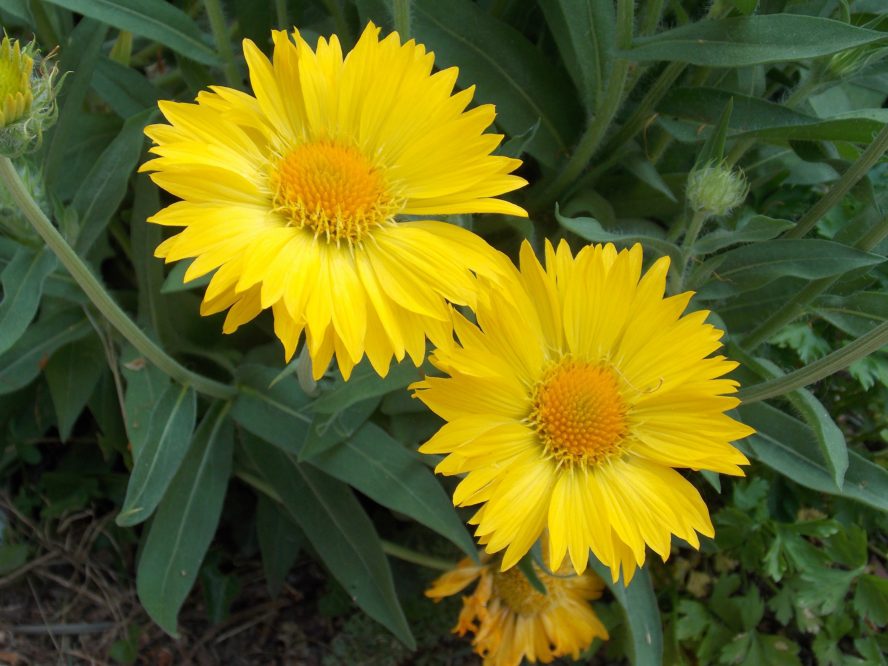 80 Graines de Gaillarde Jaune