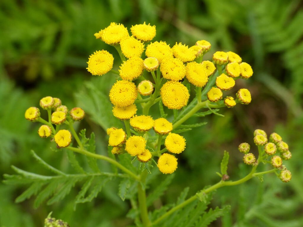 Plant de Tanaisie, Tanacetum Vulgare