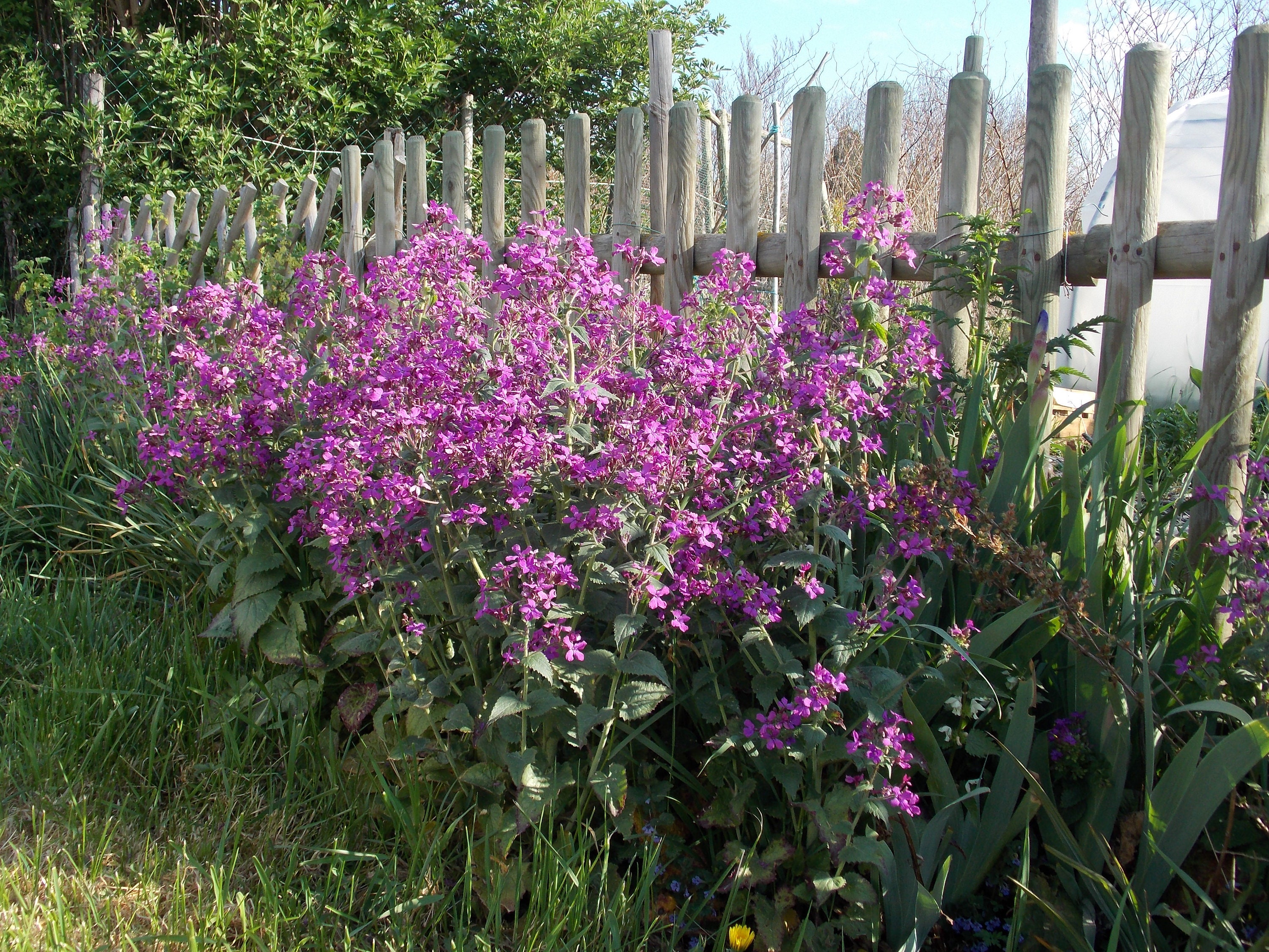 30 Graines de Monnaie Du Pape, Lunaire, Lunaria Annua