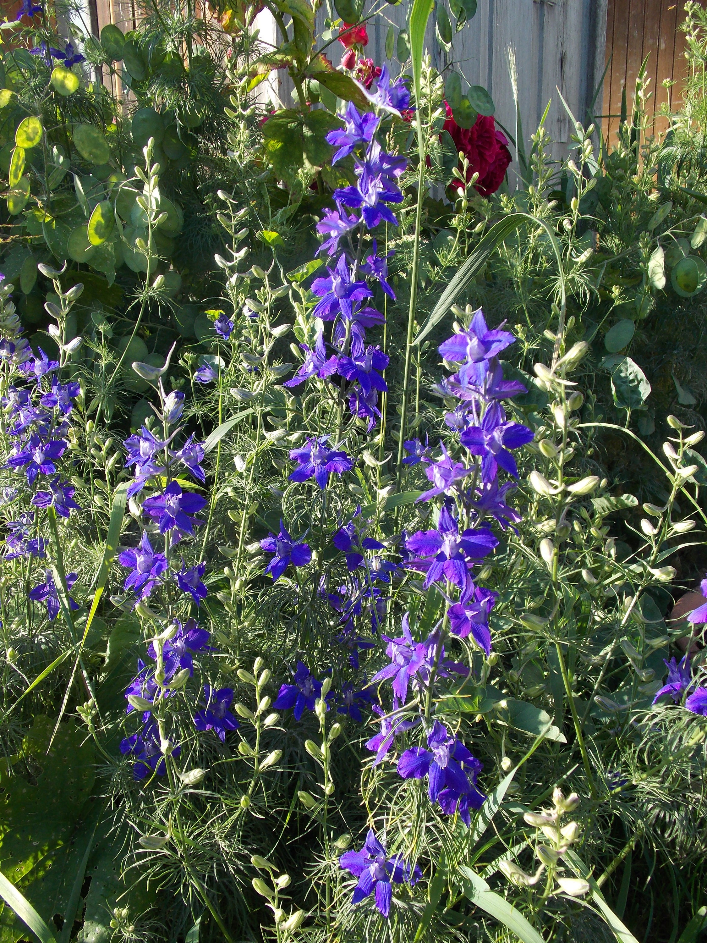 200 Graines de Pieds d'alouette Bleus Annuels, Delphinium Ajacis