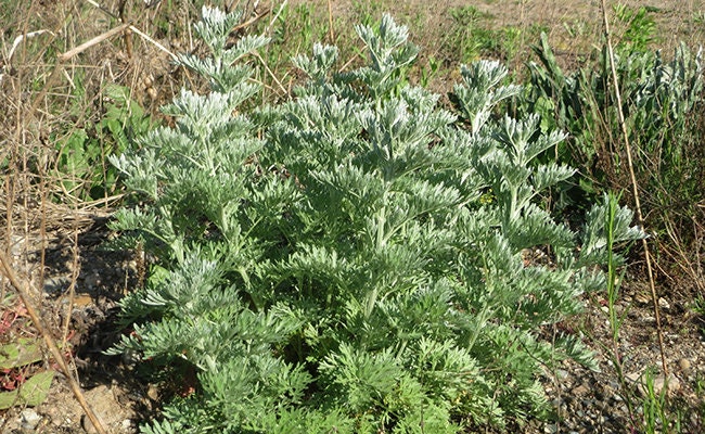 Plant d'absinthe, Artemisia Absinthum